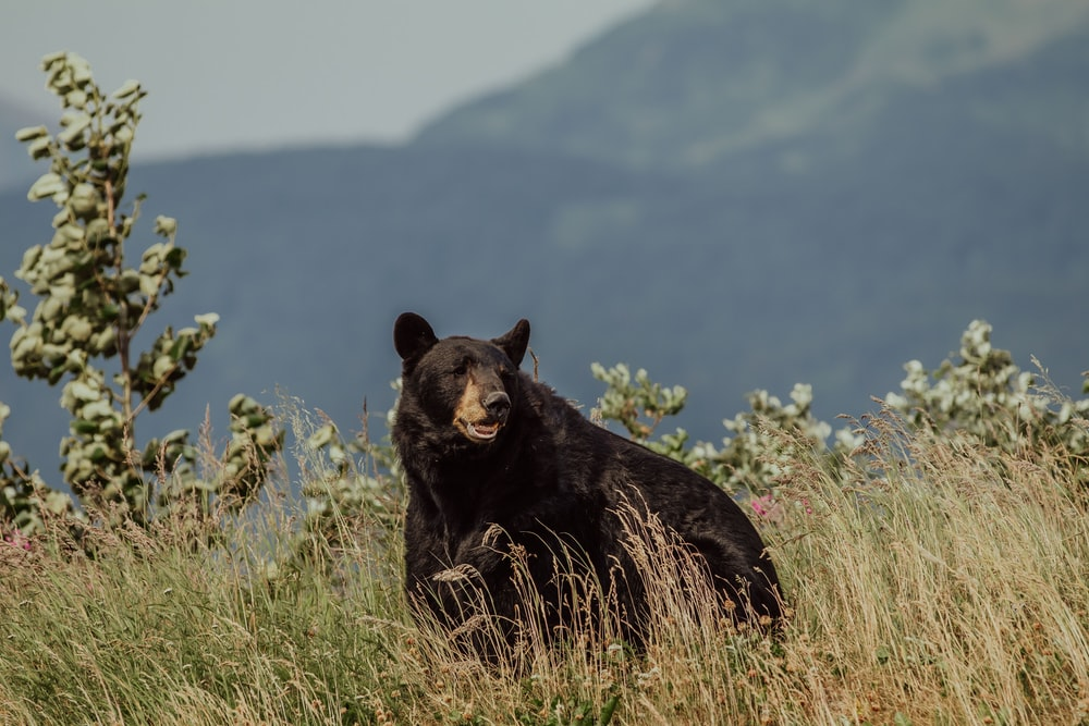 Can You Run into Bears While Fishing for Salmon in Alaska?